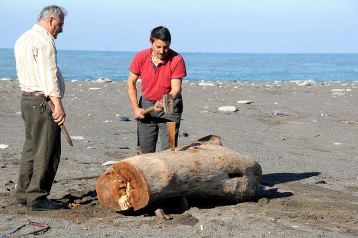 Karadeniz\'den Kütük Çıktı