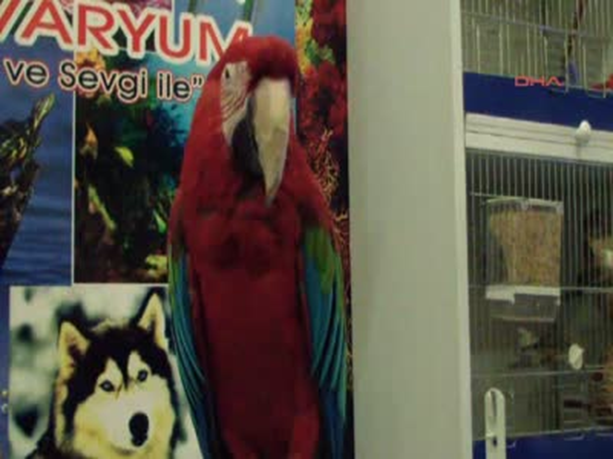 Bolivyalı Papağanın Kastamonu Simidi Tutkusu