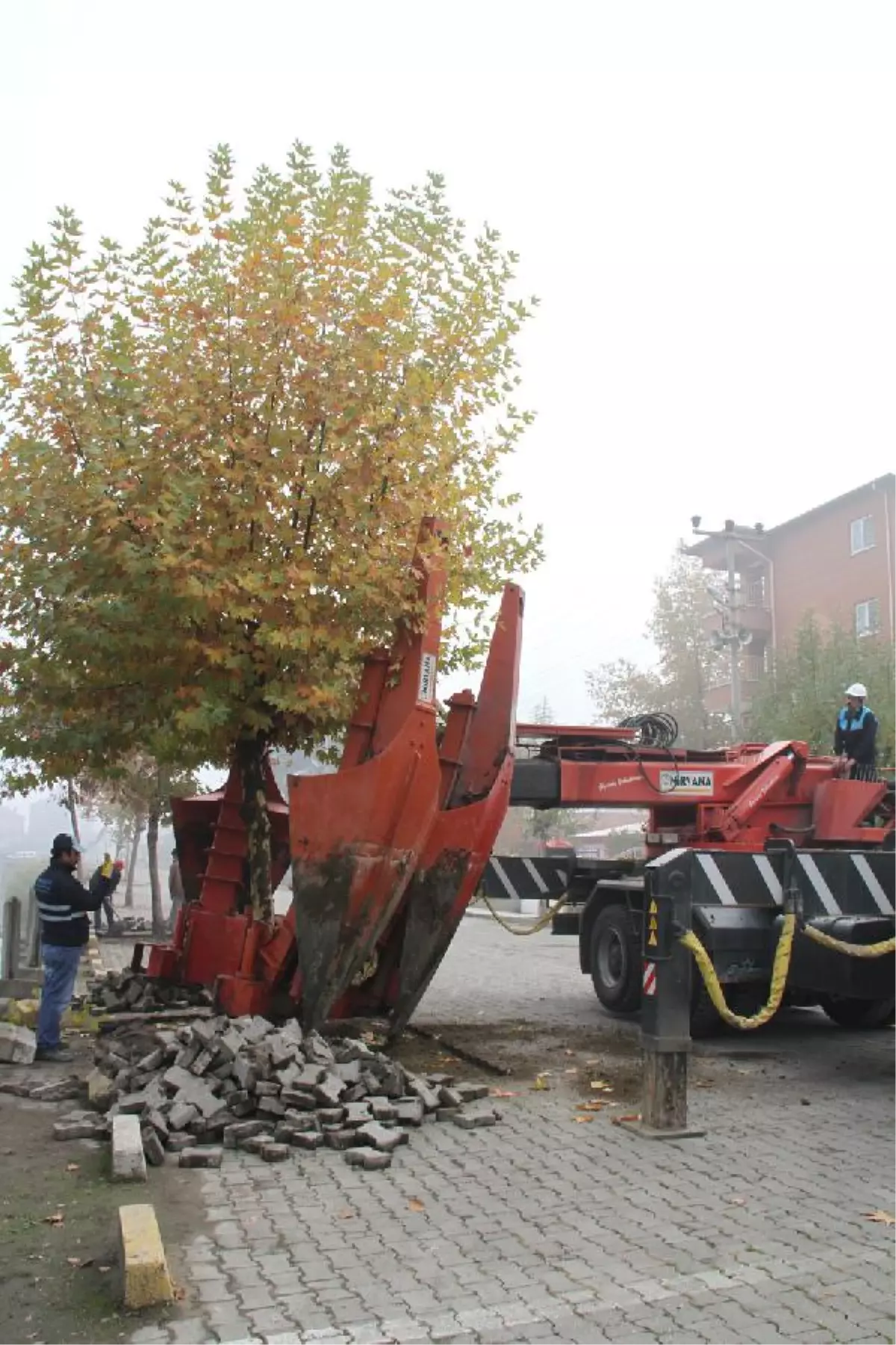 Yerinden Sökülen 10 Çınar Ağacı Kaymakamlık Bahçesine Dikildi