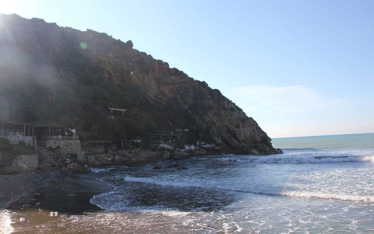 Hatay\'da Ölü Akdeniz Foku Bulundu