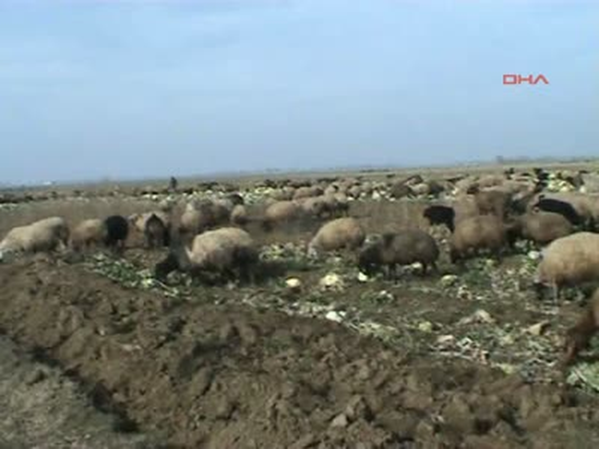 Muş Lahanalar Hayvanlara Yem Oldu Lahanalar Hayvanlara Yem Oldu