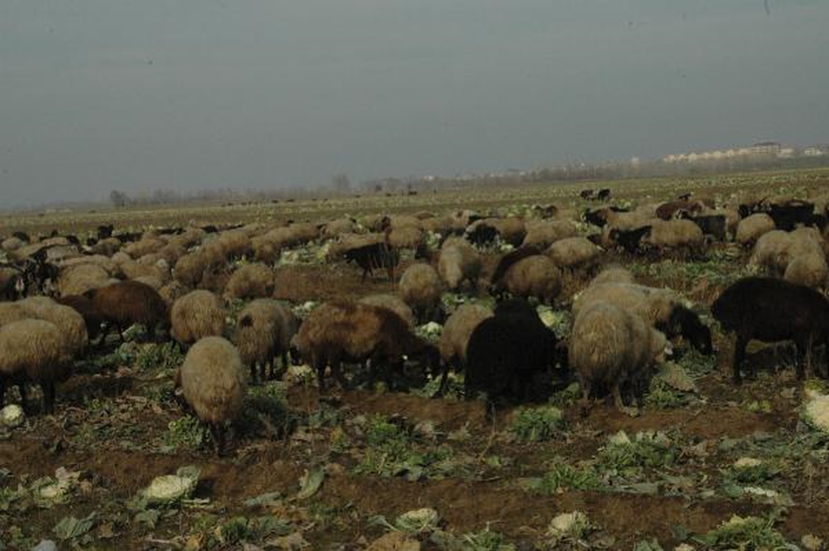 Muş Ovası\'nda Lahana Hayvan Yemi Oldu
