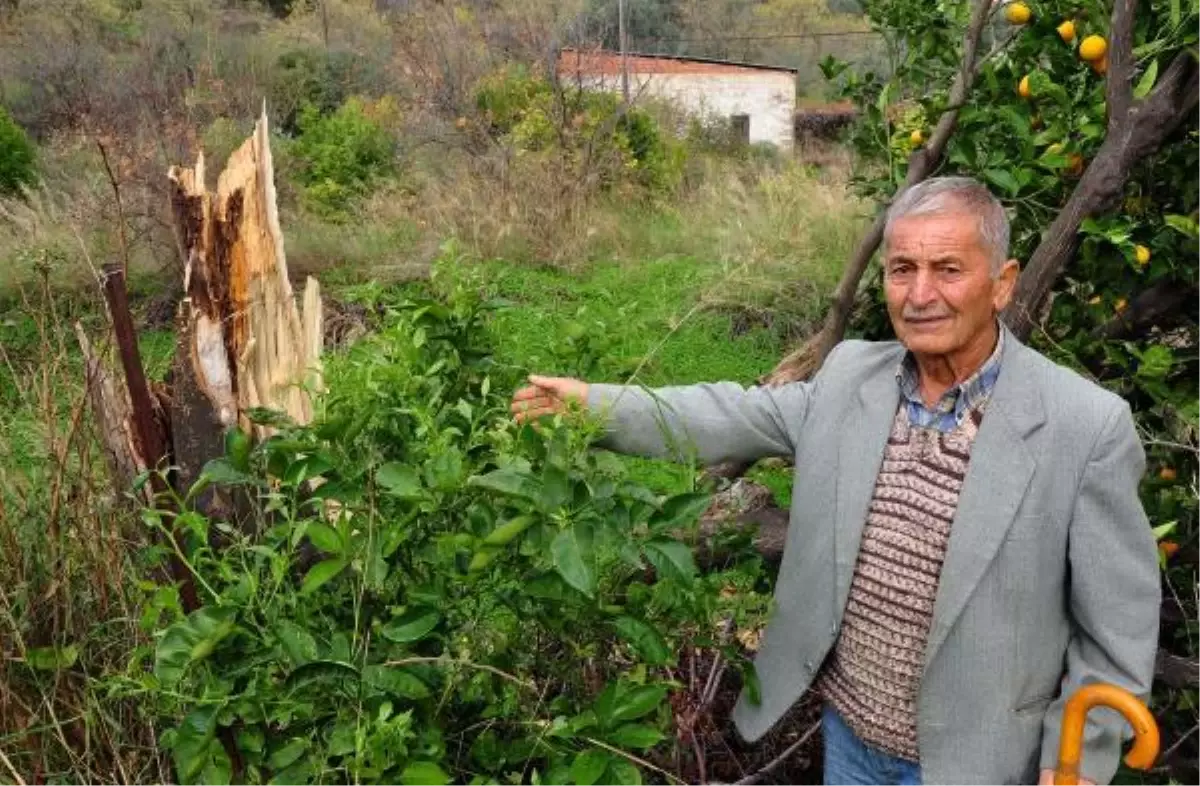 Sındı\'da Hortum Çatıları Uçurdu, Ağaçları Devirdi