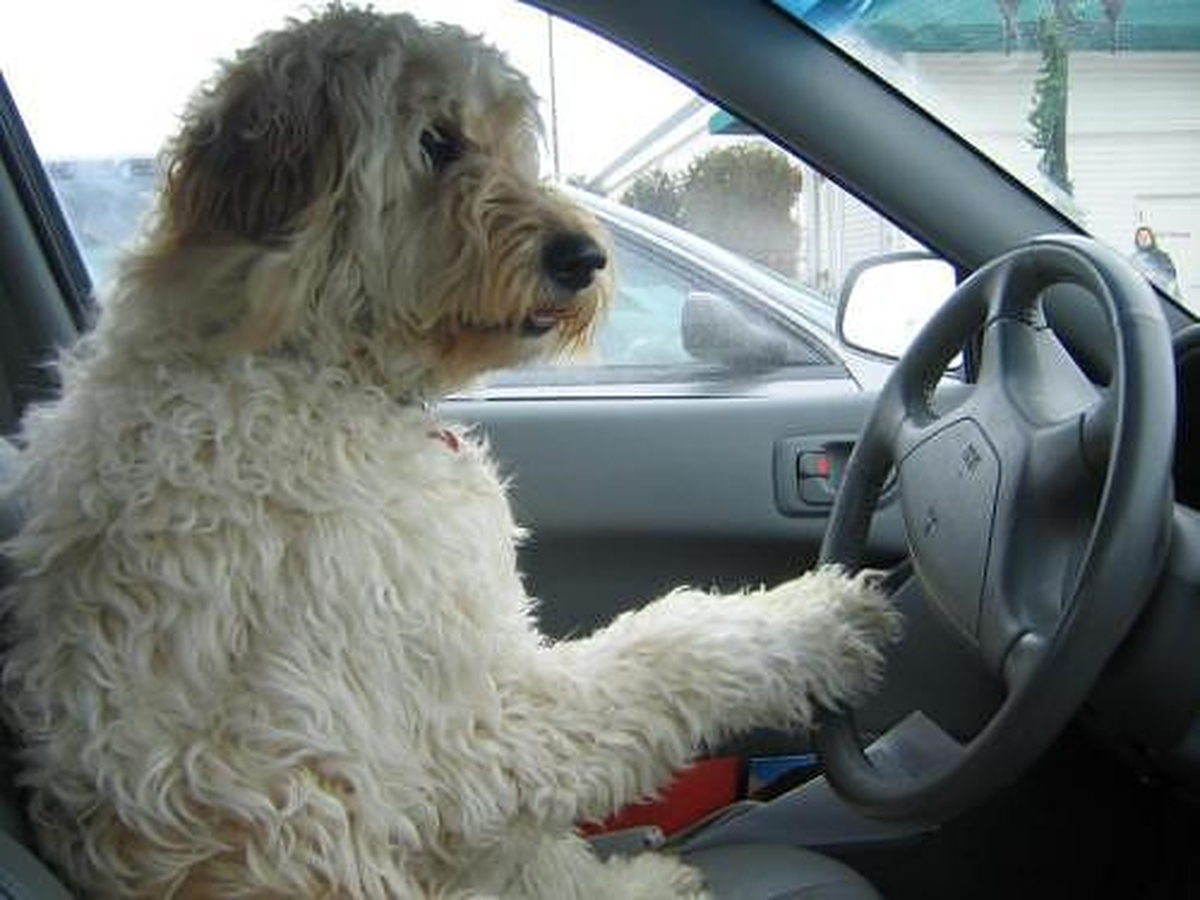 Köpeklere Sürücü Eğitimi Veriliyor