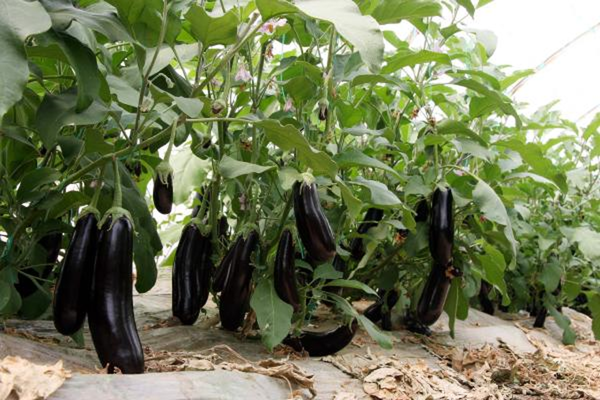 Acı Patlıcan Oldu 'Tatlıcan'