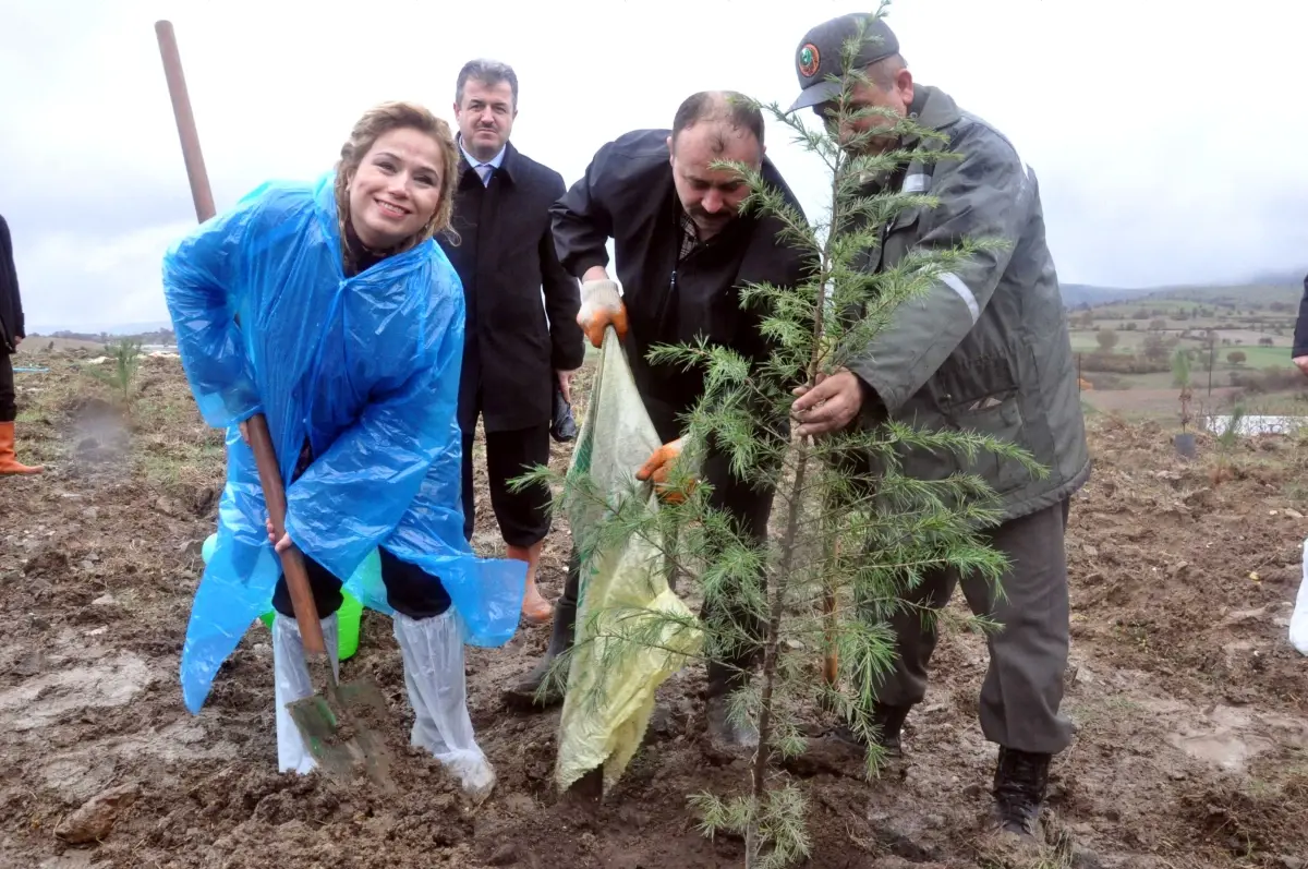 AK Parti\'nin, "Bir Ağaç Bir Kadın" Kampanyası