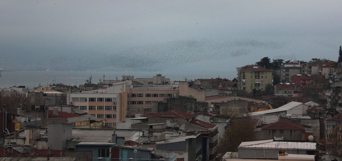 Sığırcıkların Alacakaranlık Dansı