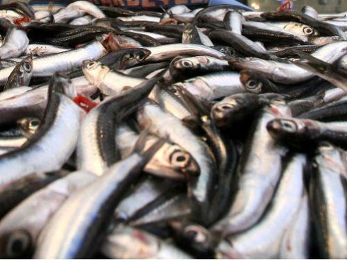 Sinop\'ta Hamsi Sezonu Sönük Geçiyor