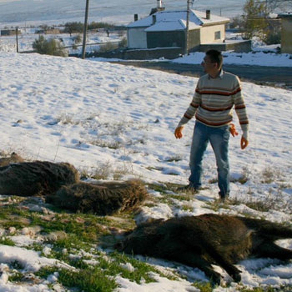 Aç Kalan Yaban Domuzları Köye İndi