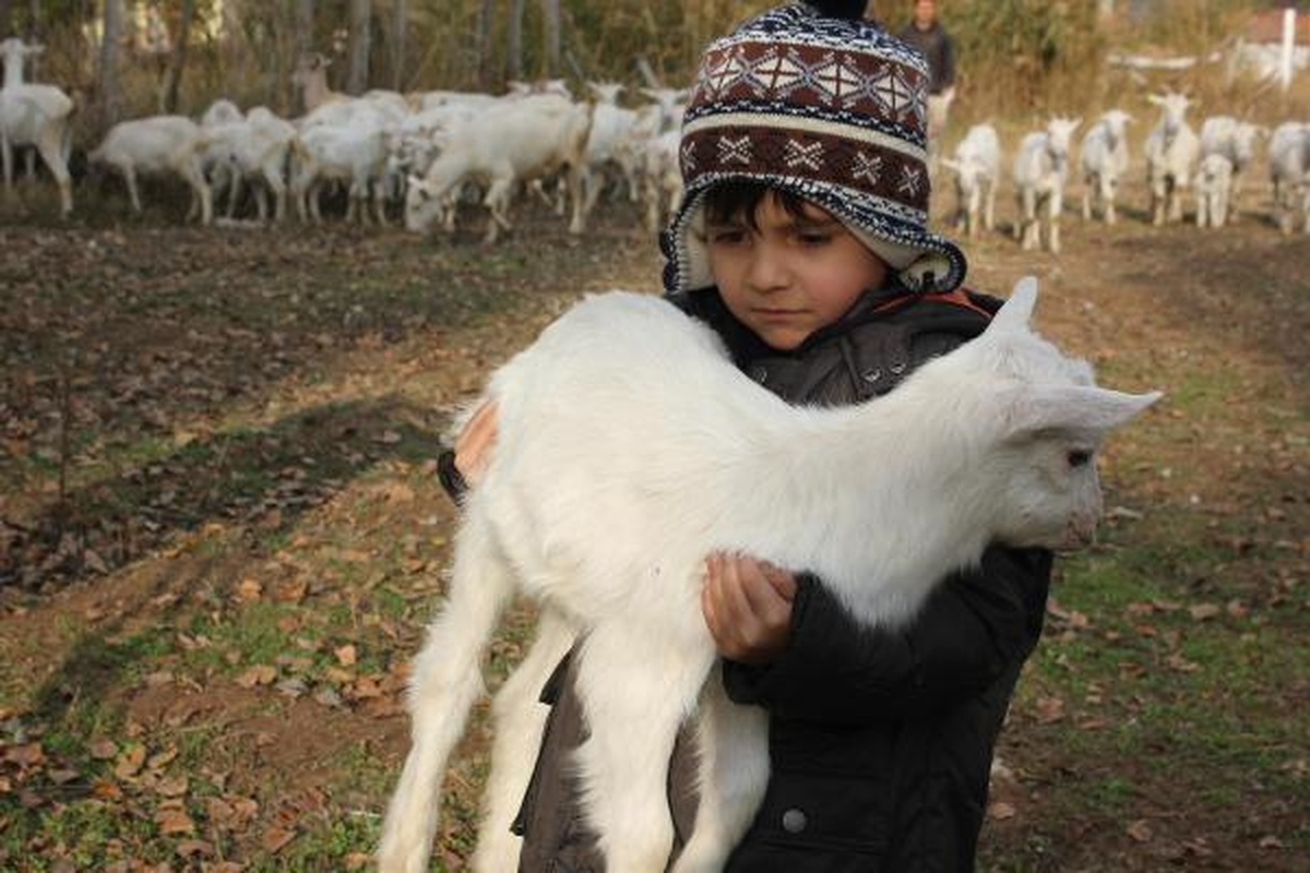 Çankırı\'da Saanen Keçisi Besiciliği Gelişiyor
