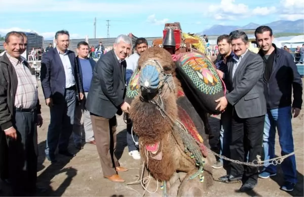 Develere Davullu Zurnalı Havut Giydirme Töreni