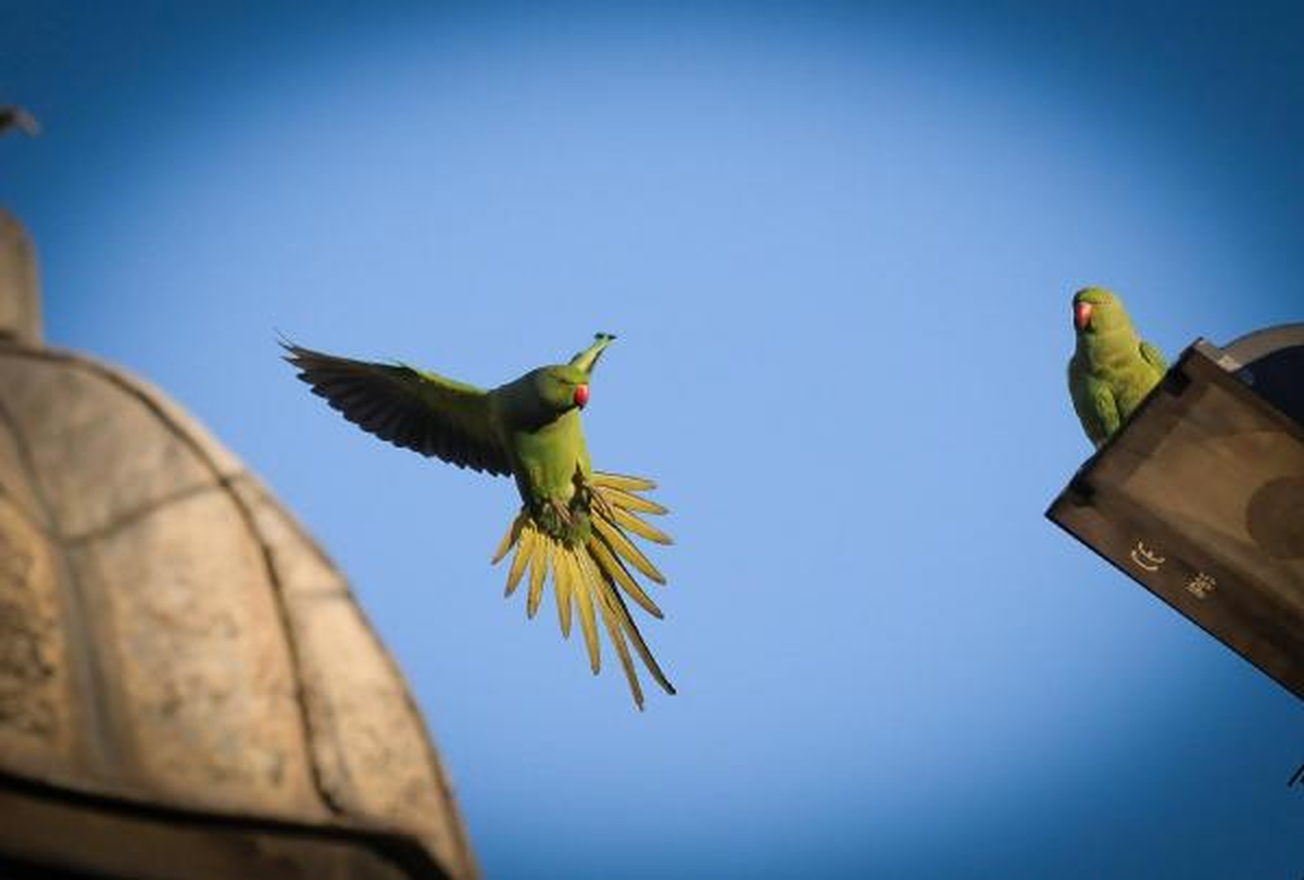 İstanbul'un Yeşil Papağanları Çoğalıyor