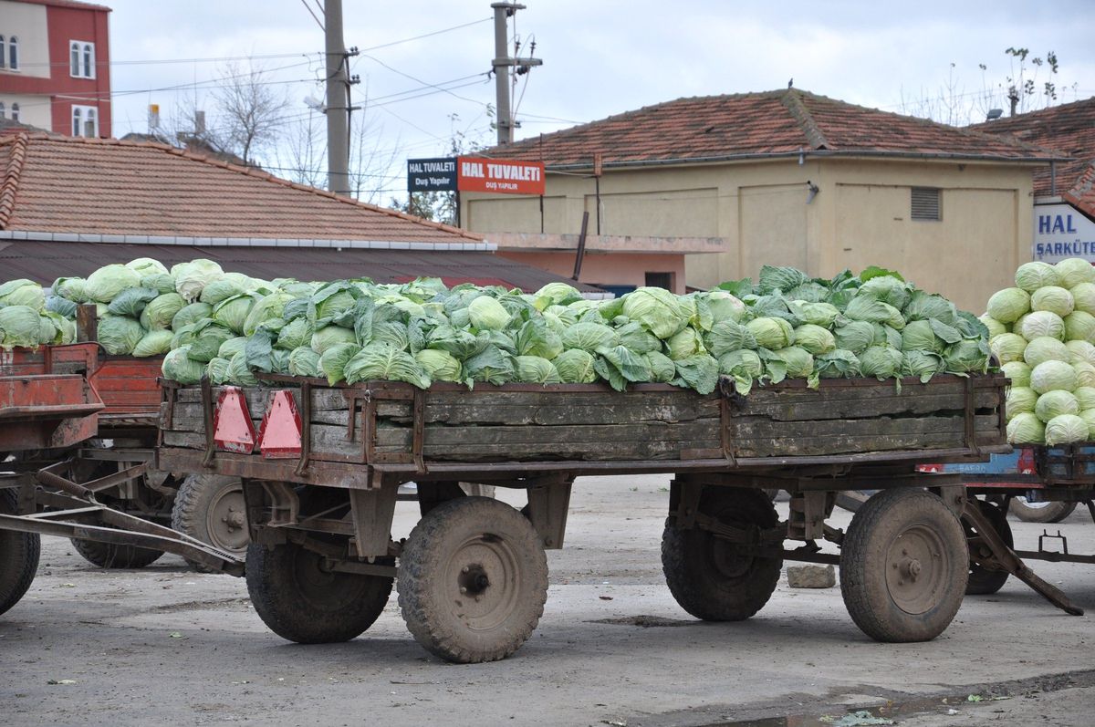 Lahana Üreticisi Perişan