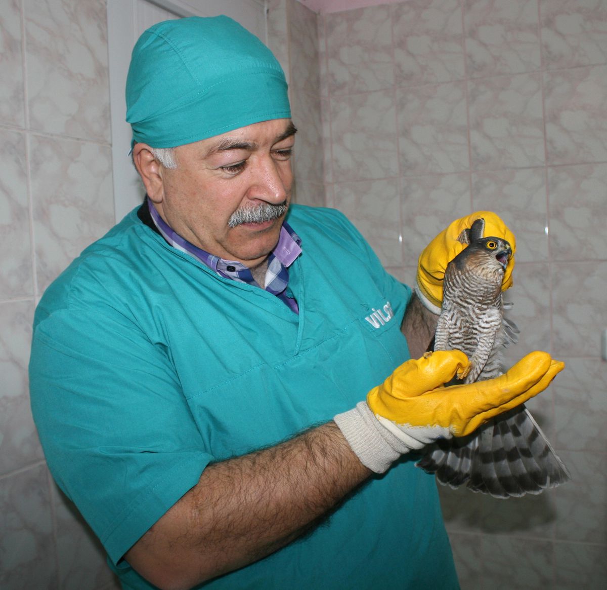 Pencereye Çarpan Atmaca Yaralandı