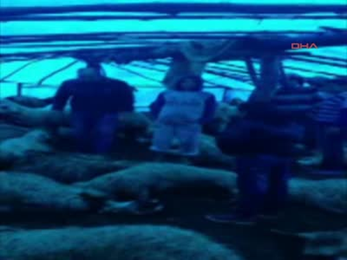 Şanlıurfa Ahırdaki 133 Koyun Telef Oldu Ahırdaki 133 Koyun Telef Oldu