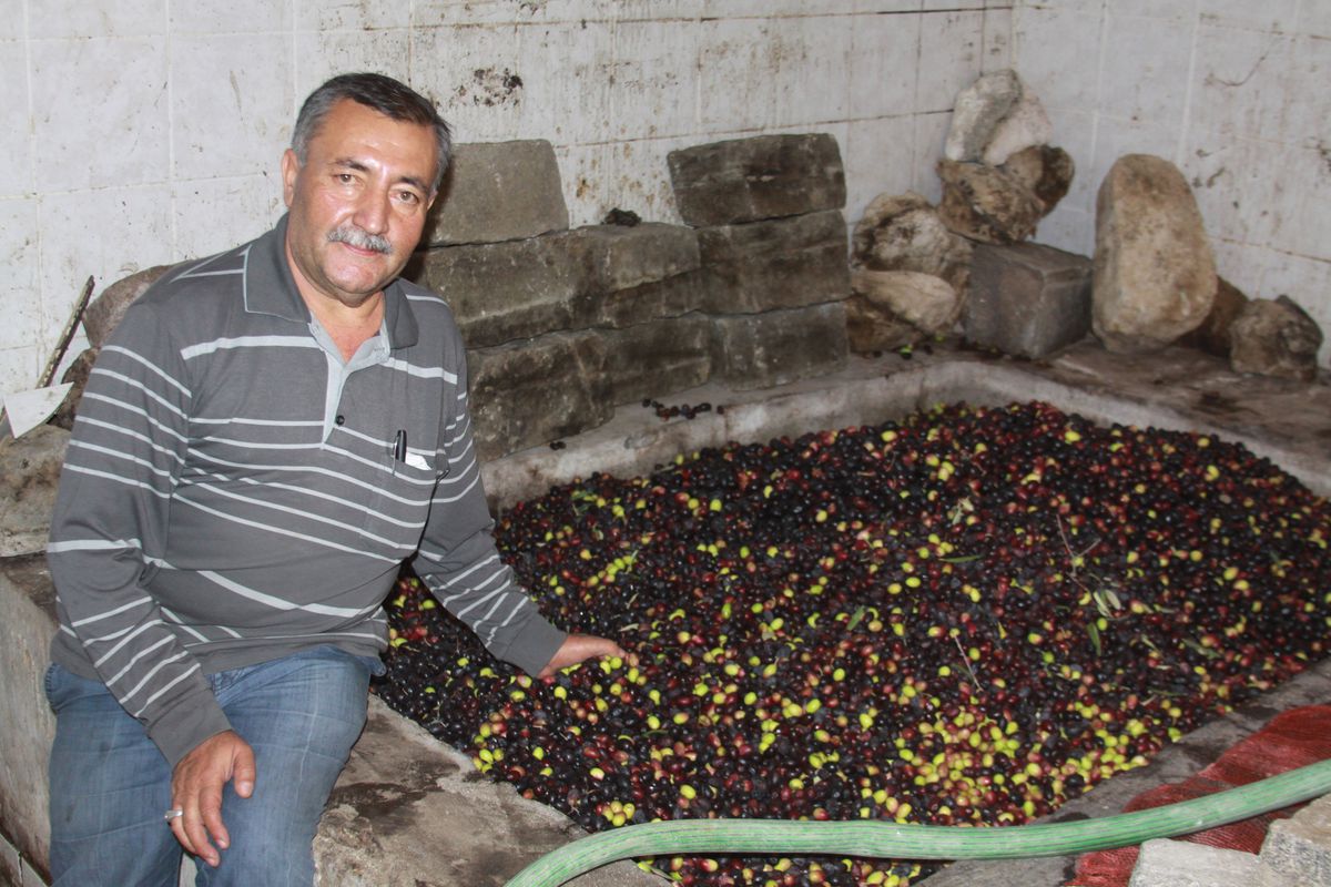 Saruhanlı\'da Zeytin Hasadı Sürüyor