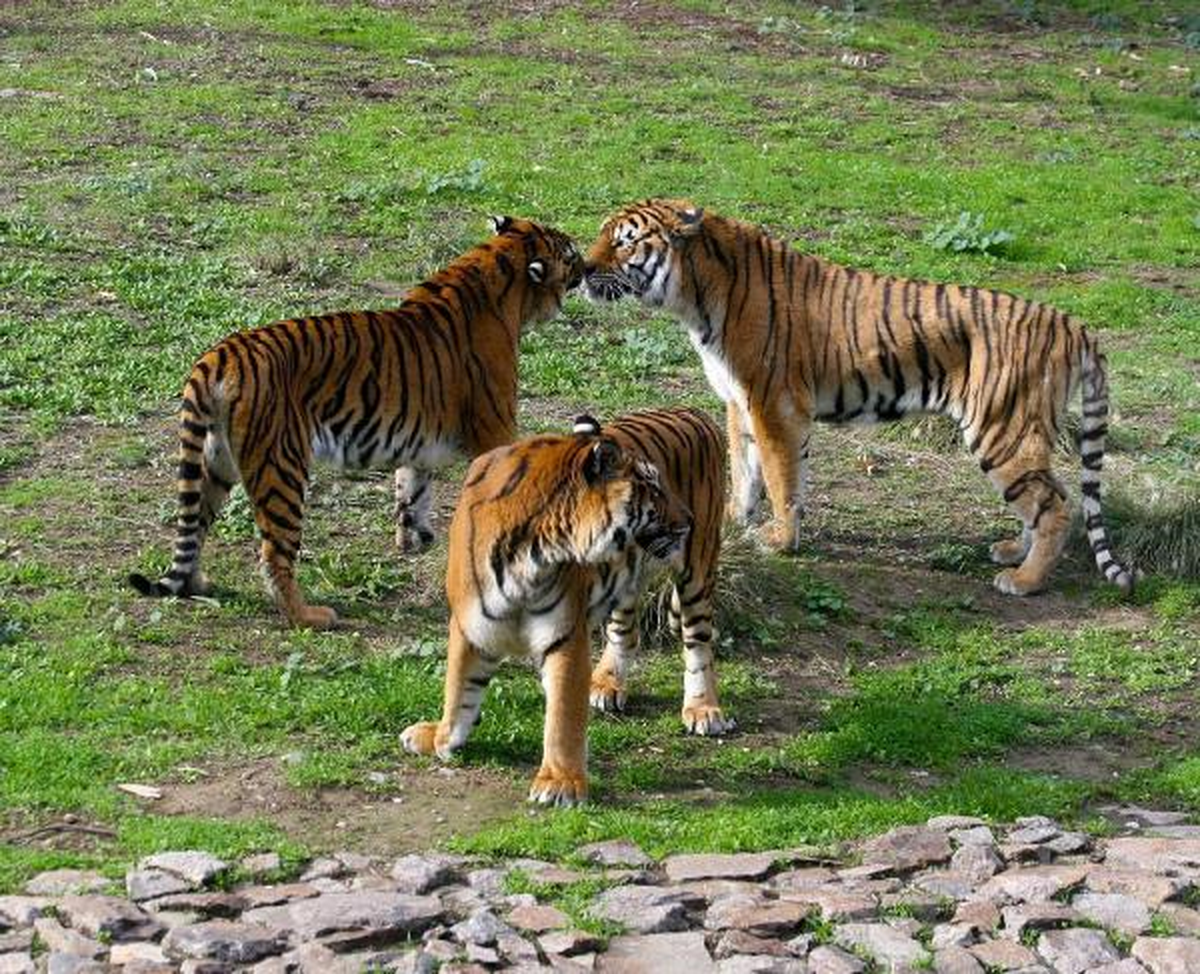 Üç Bengal Kaplanı Aynı Barınakta