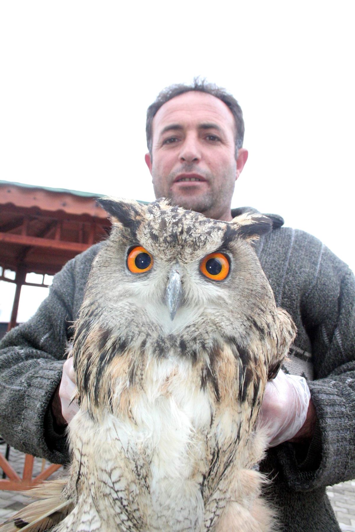 Yaralı Baykuş Tedavi Ediliyor