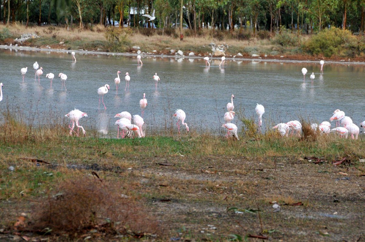 Aliağa, Flamingolarla Renklendi