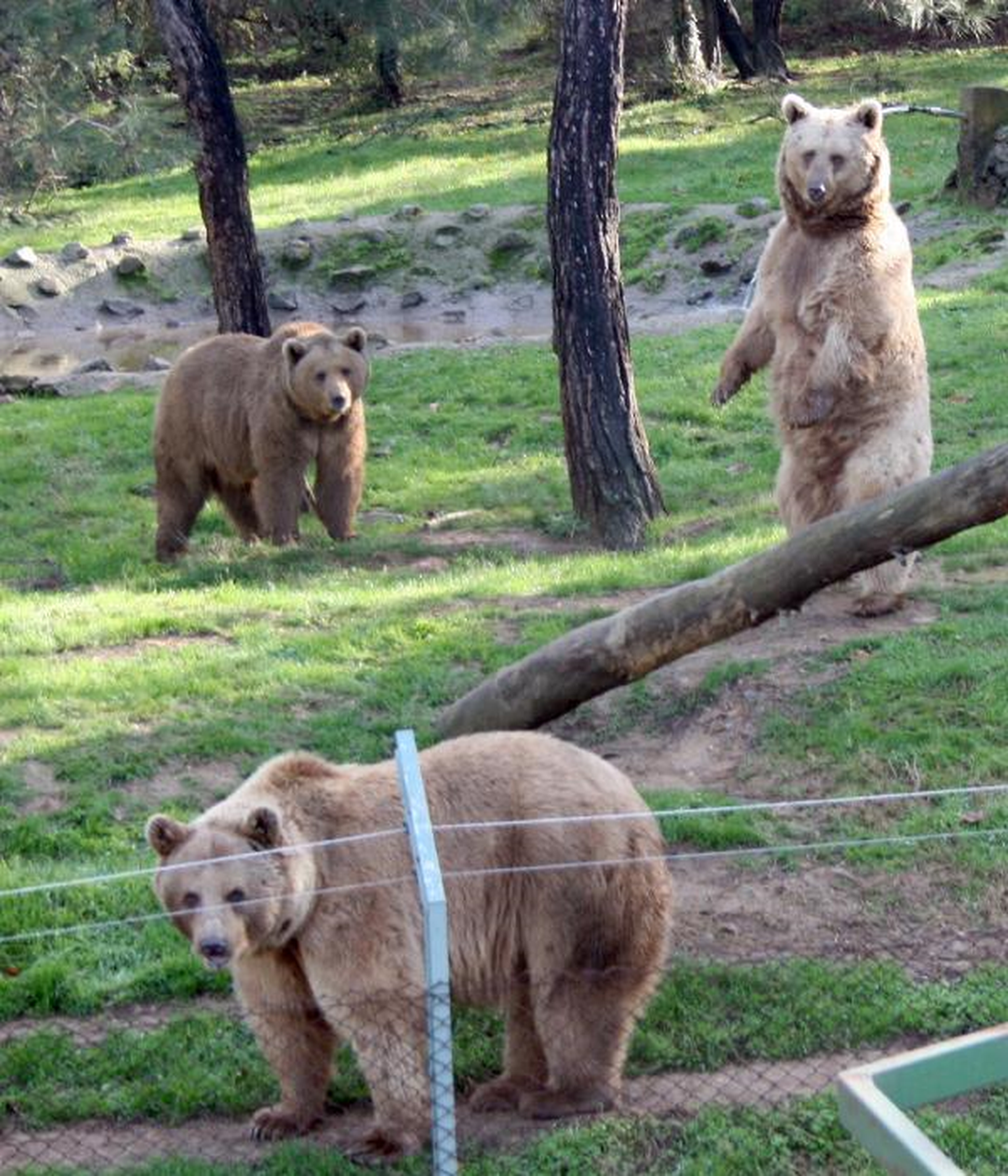 Armudun İyisini Gerçekten Ayılar Yiyor