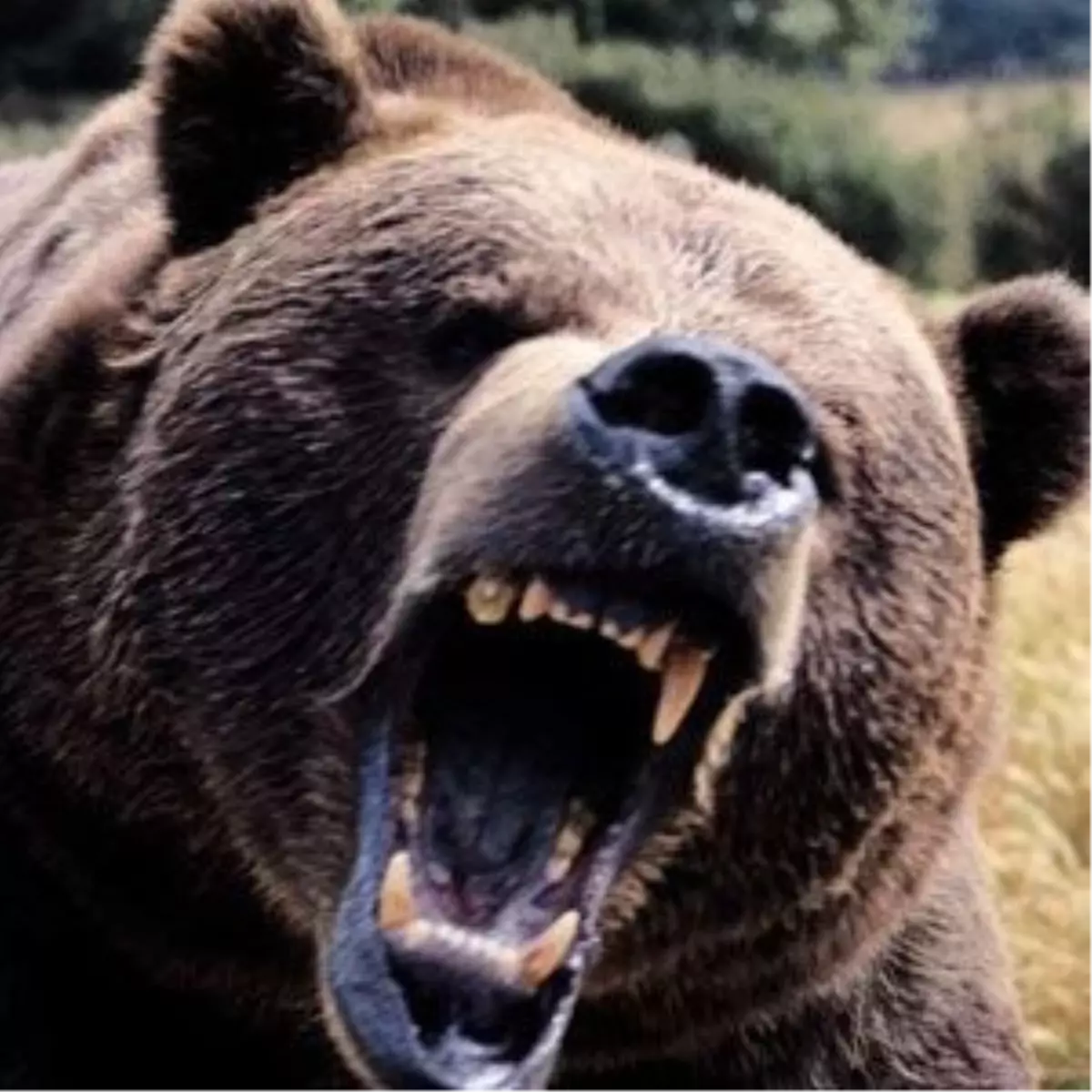 Çan\'da Ayı Saldırısı