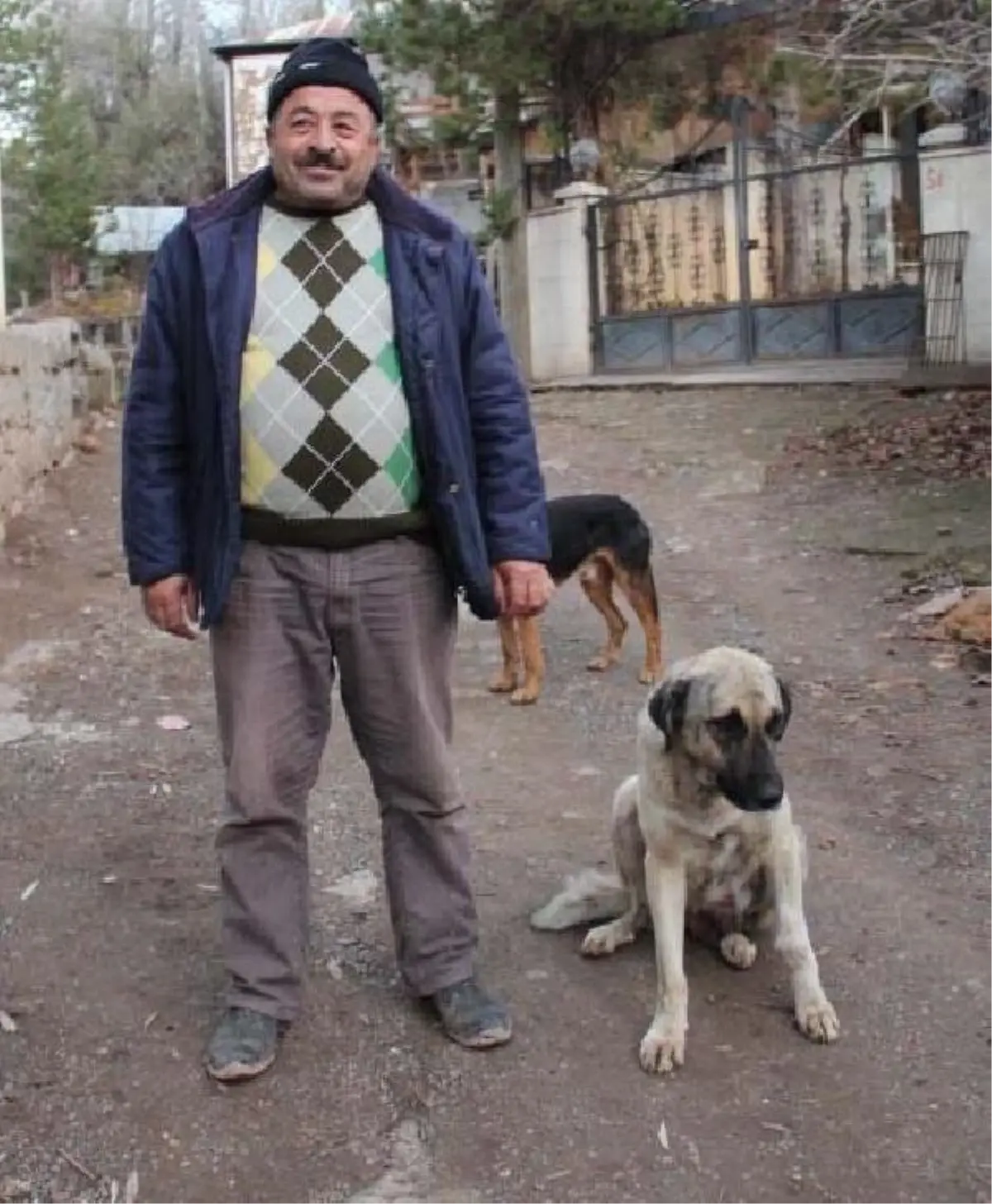 \'Çomar\' Adlı Köpek Tek Batında 18 Yavru Doğurdu