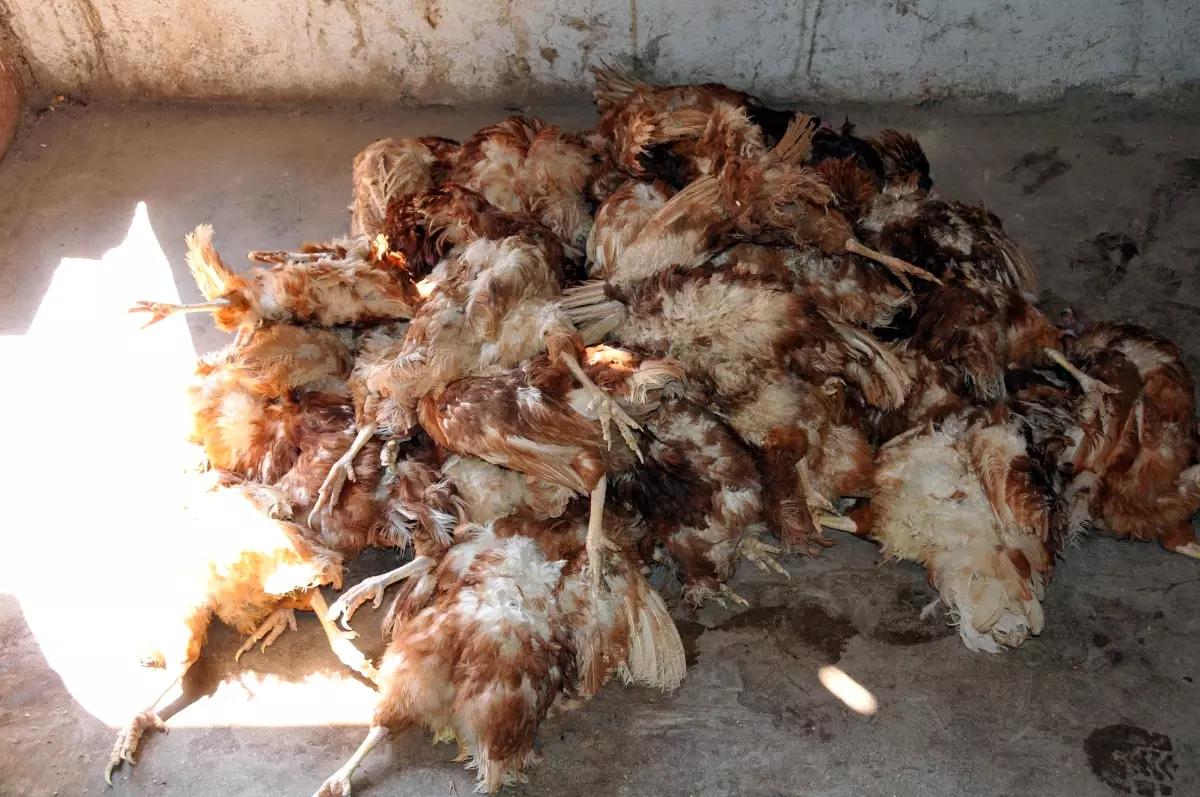 Keban'da Tavuk Ölümleri