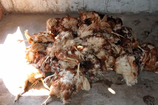 Keban Da Tavuk Olumleri Son Dakika Keban Da Tavuk Olumleri Son Dakika