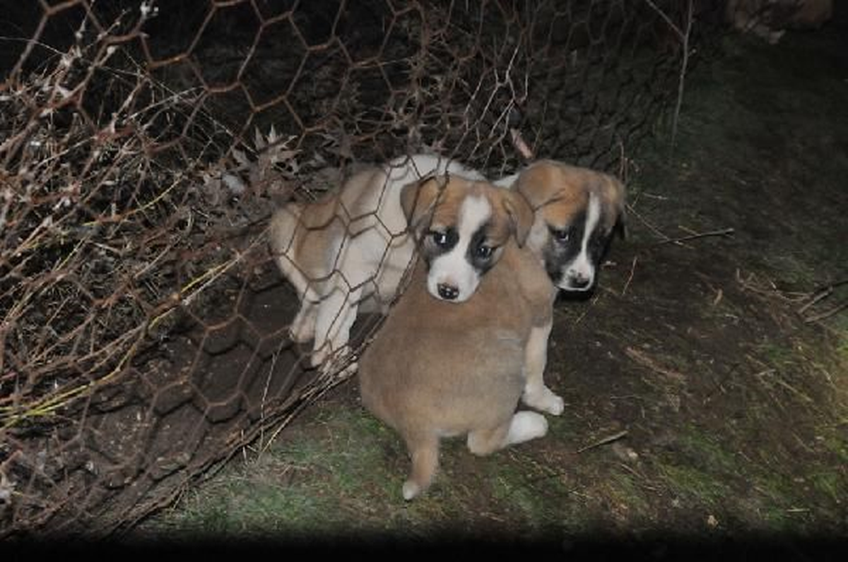 Muş Tel Örgüye Sıkışan Yavru Köpekleri Zabıta Kurtardı