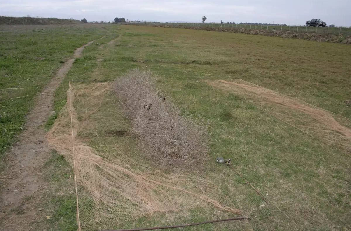 Yapay Kuş Sesiyle Şahin Avı