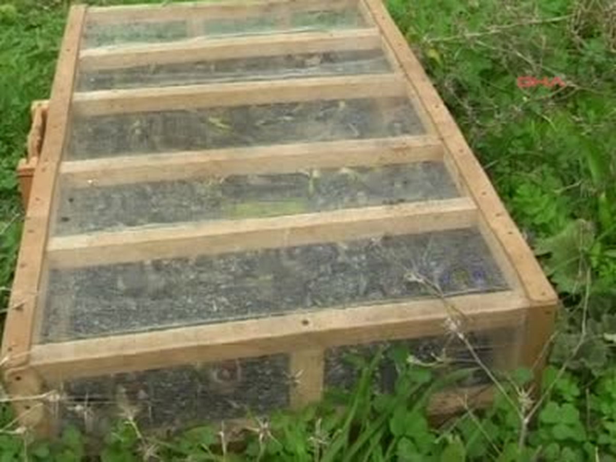 Tarsus Kuş Sesi Çıkartan Cihazla Şahin Avlayan Suriyeliler Yakalandı