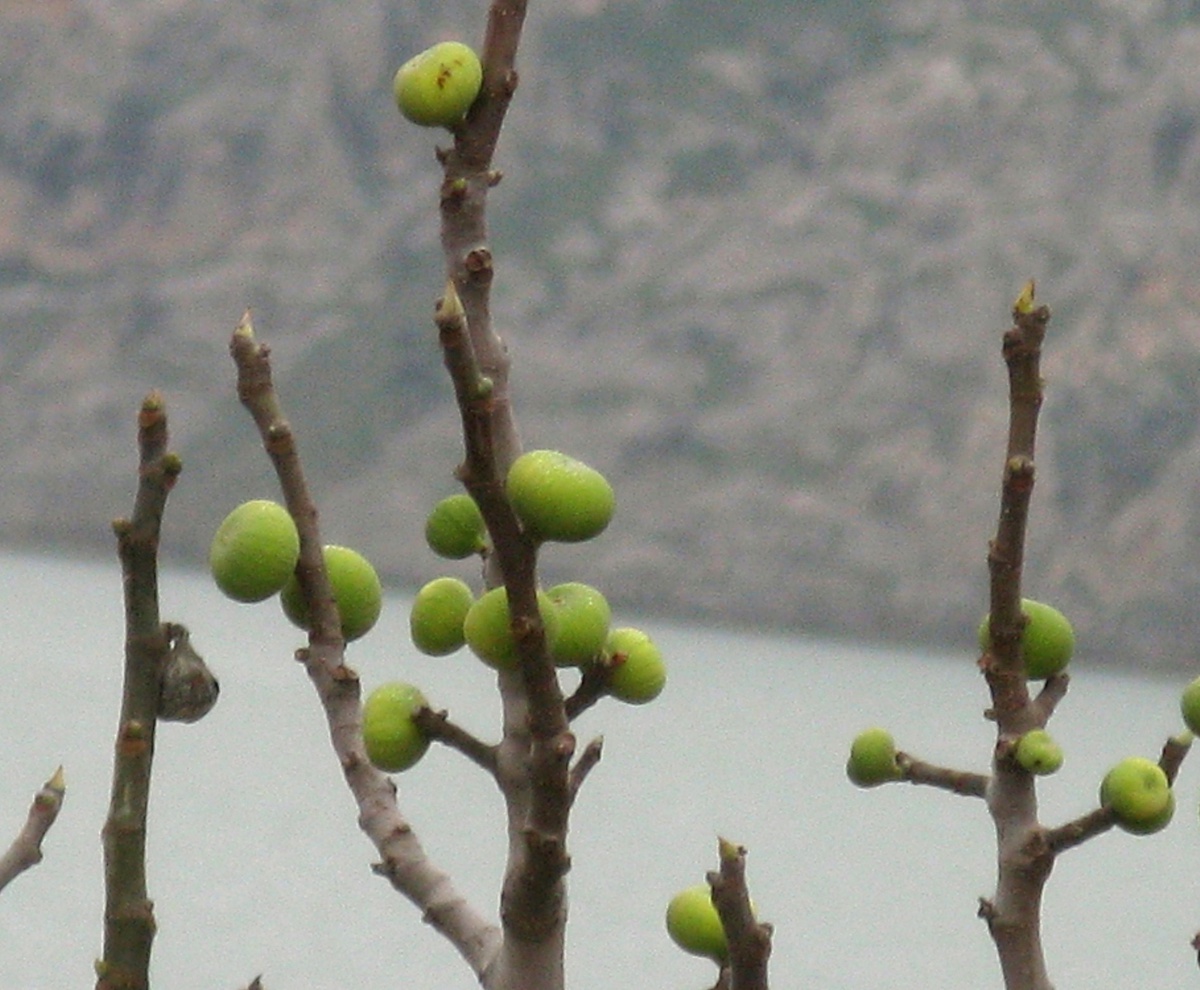 Fırat Nehri Kıyısında İncir Ağacı Kış Ortasında Yaprak Açmadan Yılın İkici Meyvesini Verdi