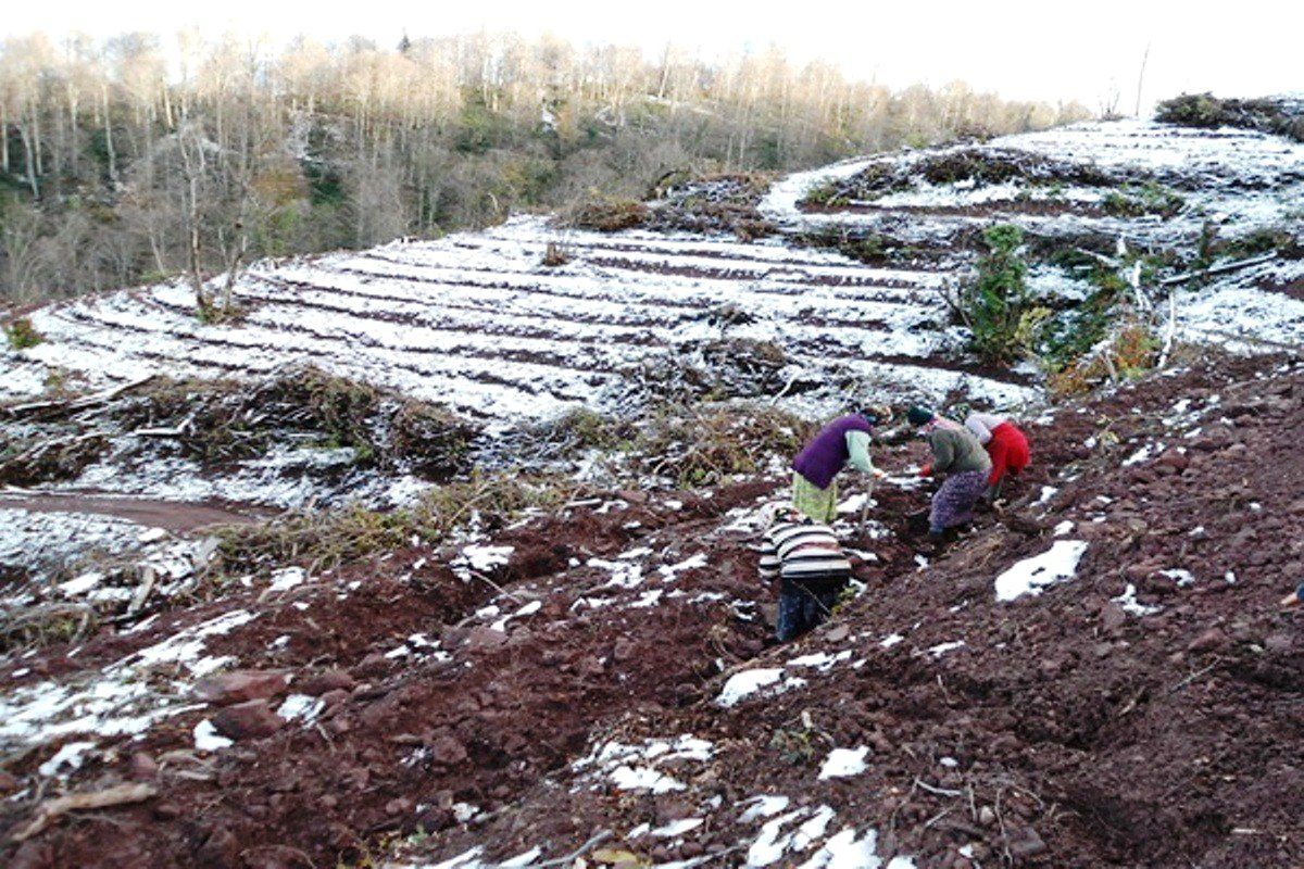 Kurudere Beldesinde 134 Bin Kayın Fidanı Dikilecek