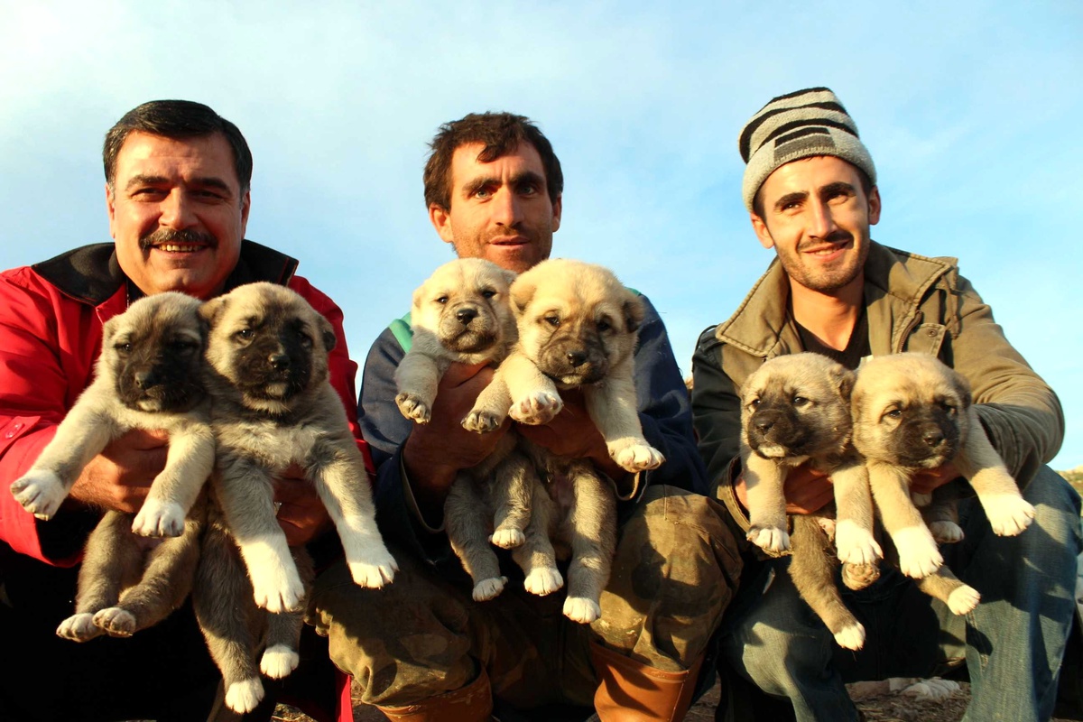 İki Köpek Bir Batında 22 Yavru Dünyaya Getirdi