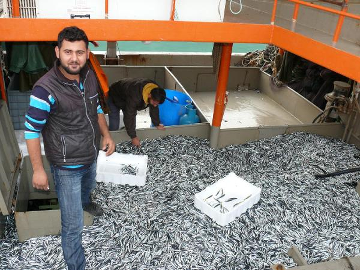 Karadenizde Endişelendiren Hamsi Bolluğu
