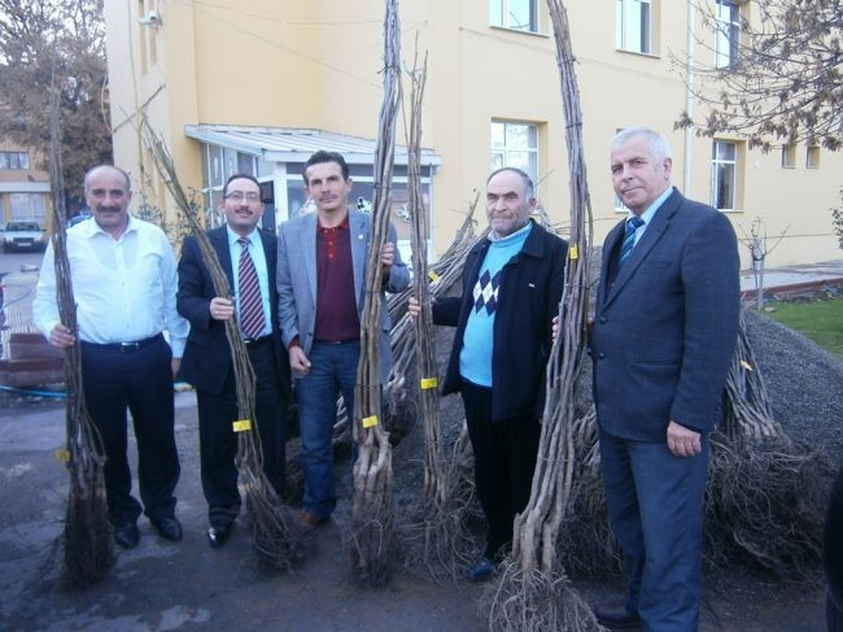 Köylere Ceviz Fidanı