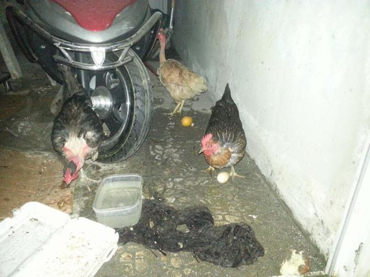 Şüpheli Çuvalı Attı, İçinden Tavuk Çıktı