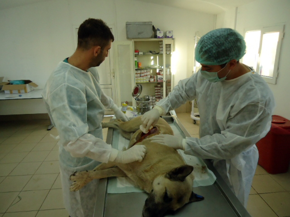 Yaralı Köpeğe Büyükşehir Şefkati