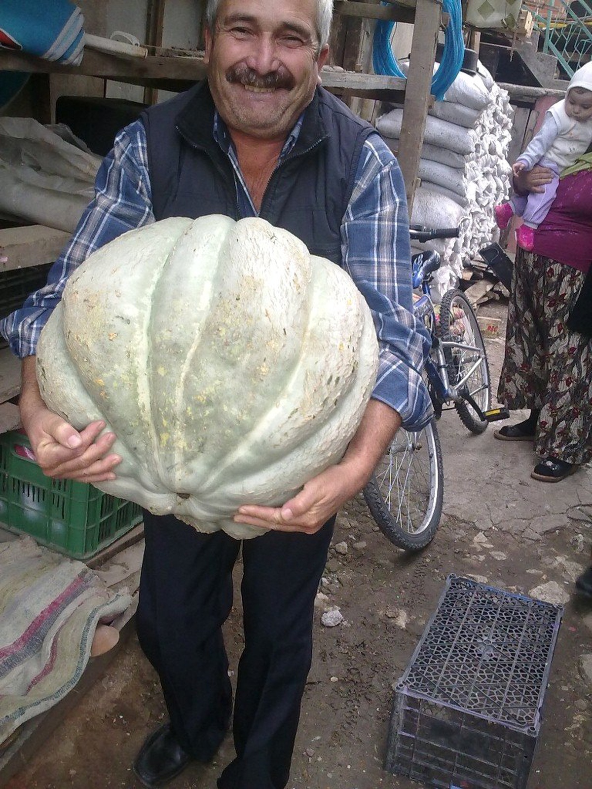 40 Kiloluk Bal Kabakları Kapışılıyor