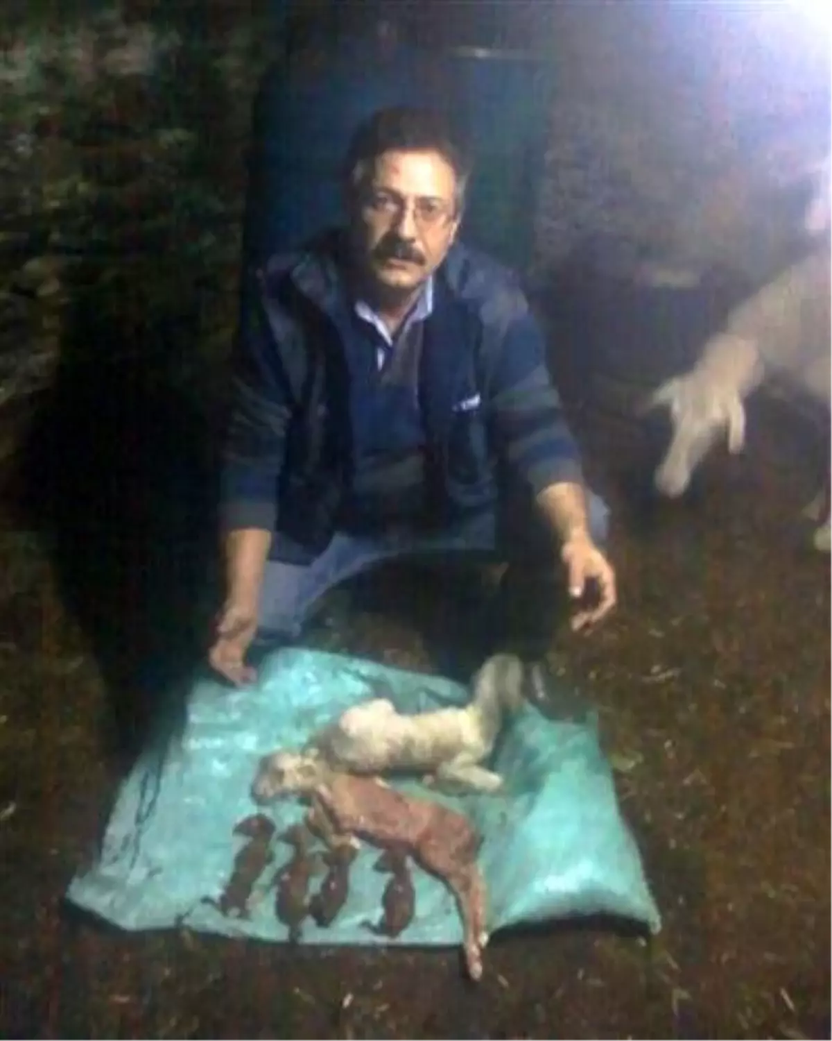 Altız Doğuran Koyun Görenleri Hayrete Düşürdü