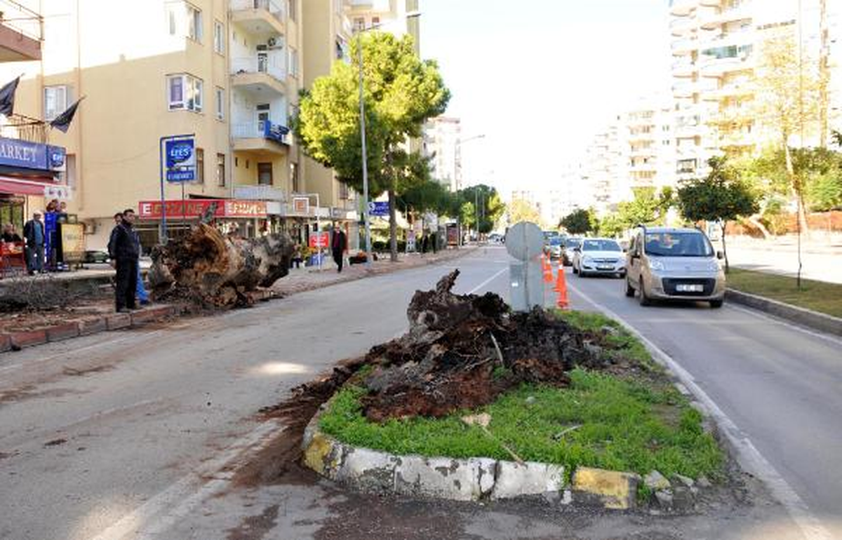 Asırlık Çınar Rüzgara Dayanamadı