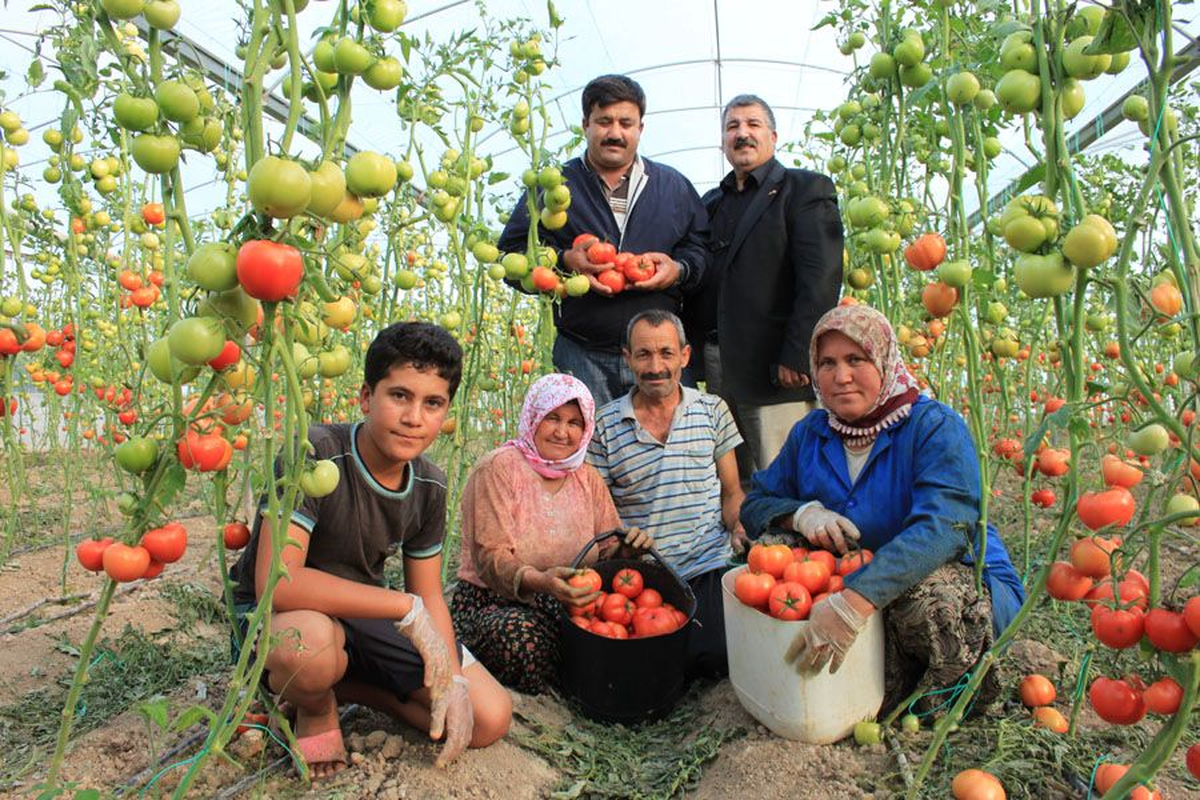 Ekim ile Hasadı Aynı Anda Yapıyorlar