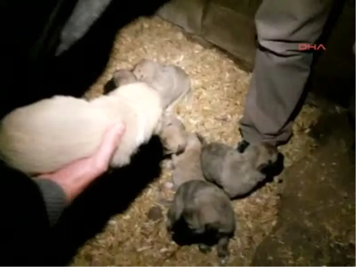 Sivas Yavru Kangallara Devlet Koruması Yavru Kangallara Devlet Koruması