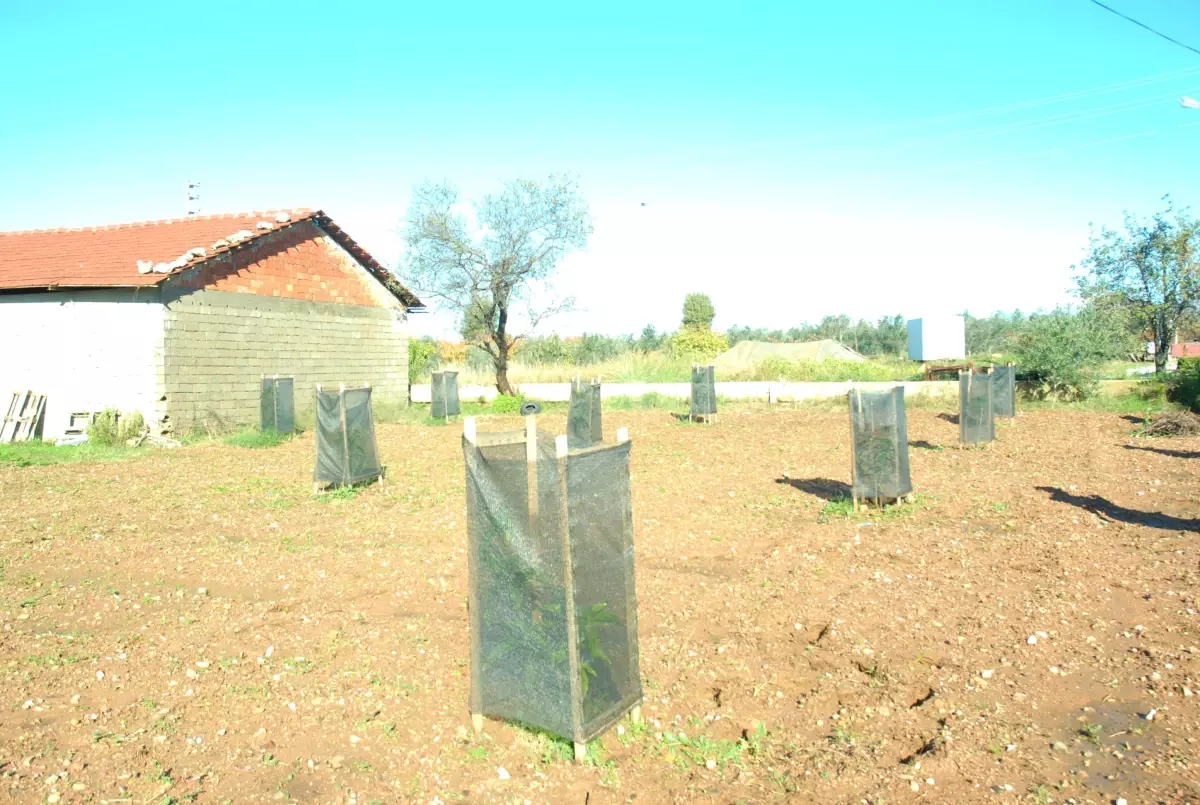 Türkiye' Nin İlk Mangosu Manavgat'ta Yetiştirildi