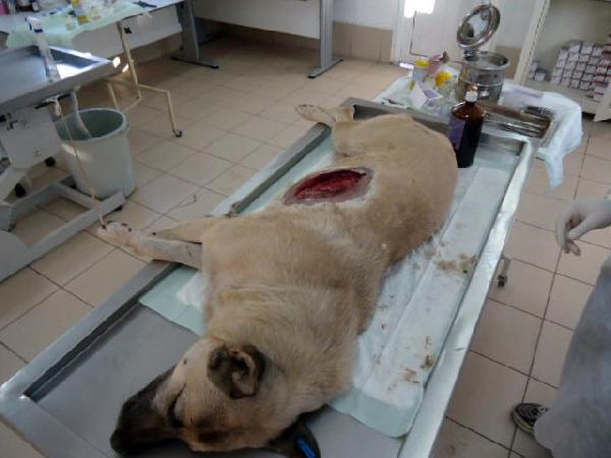Yaralı Sokak Köpeği Ameliyatla Kurtarıldı