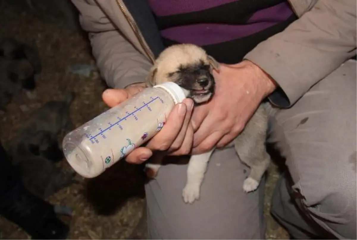 Yavru Kangallara Devlet Koruması