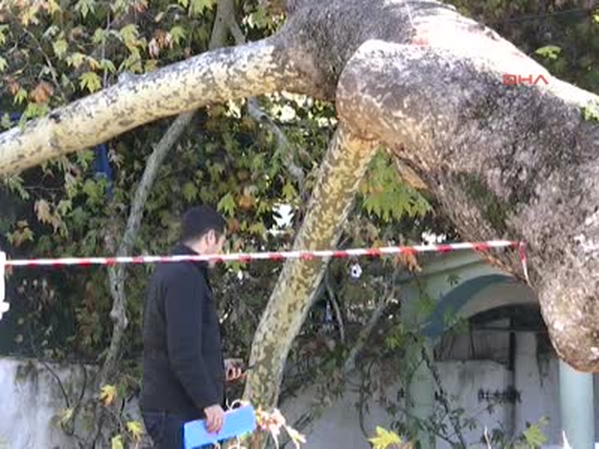 Antalya Tarihi Çınar Zamana Yenik Düştü Tarihi Çınar Zamana Yenik Düştü