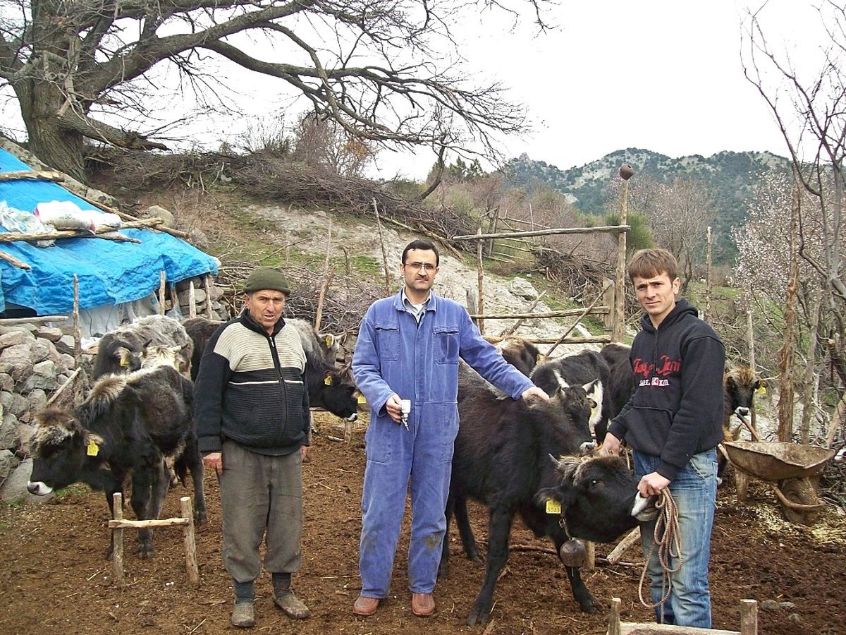 Burhaniye\'de Sığırlara Aşı