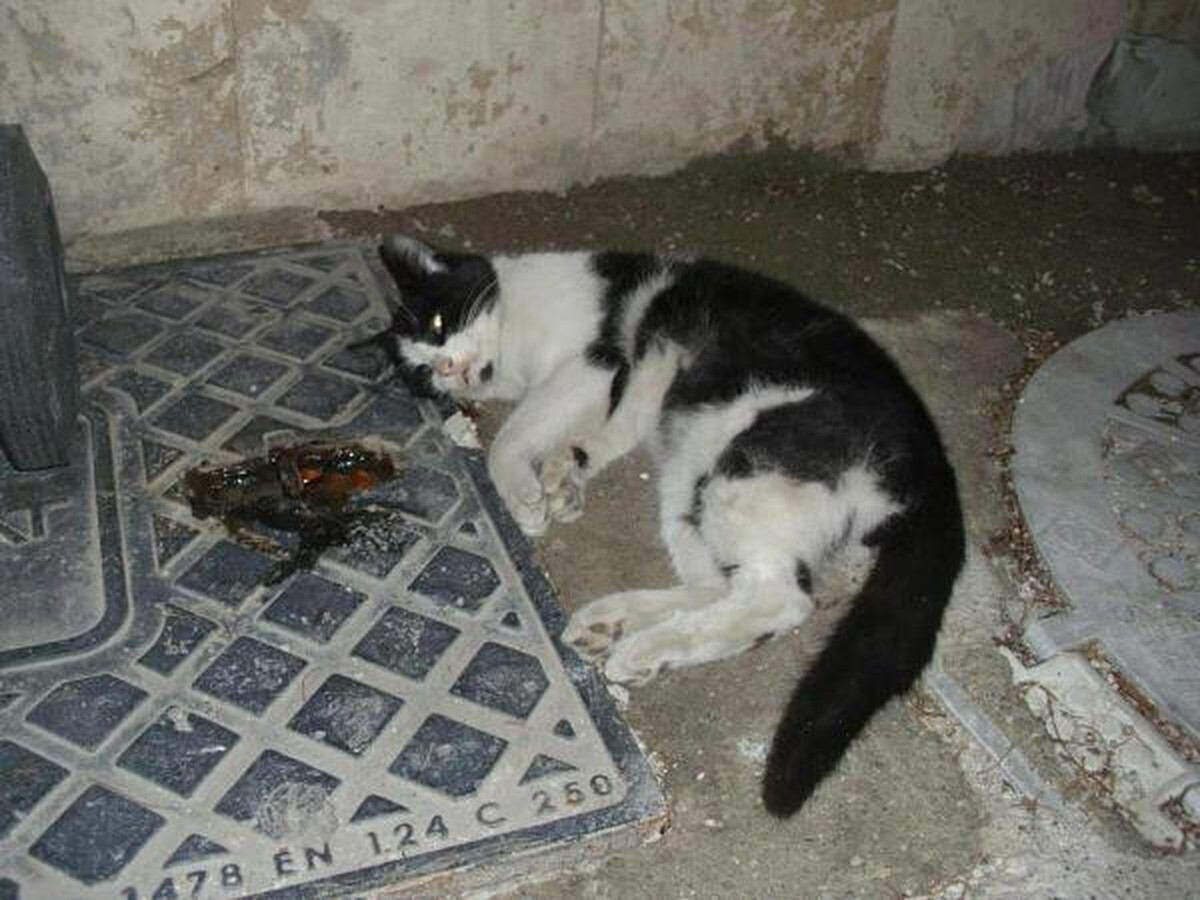 Kedi ve Köpekleri Zehirleyip Öldürdüler