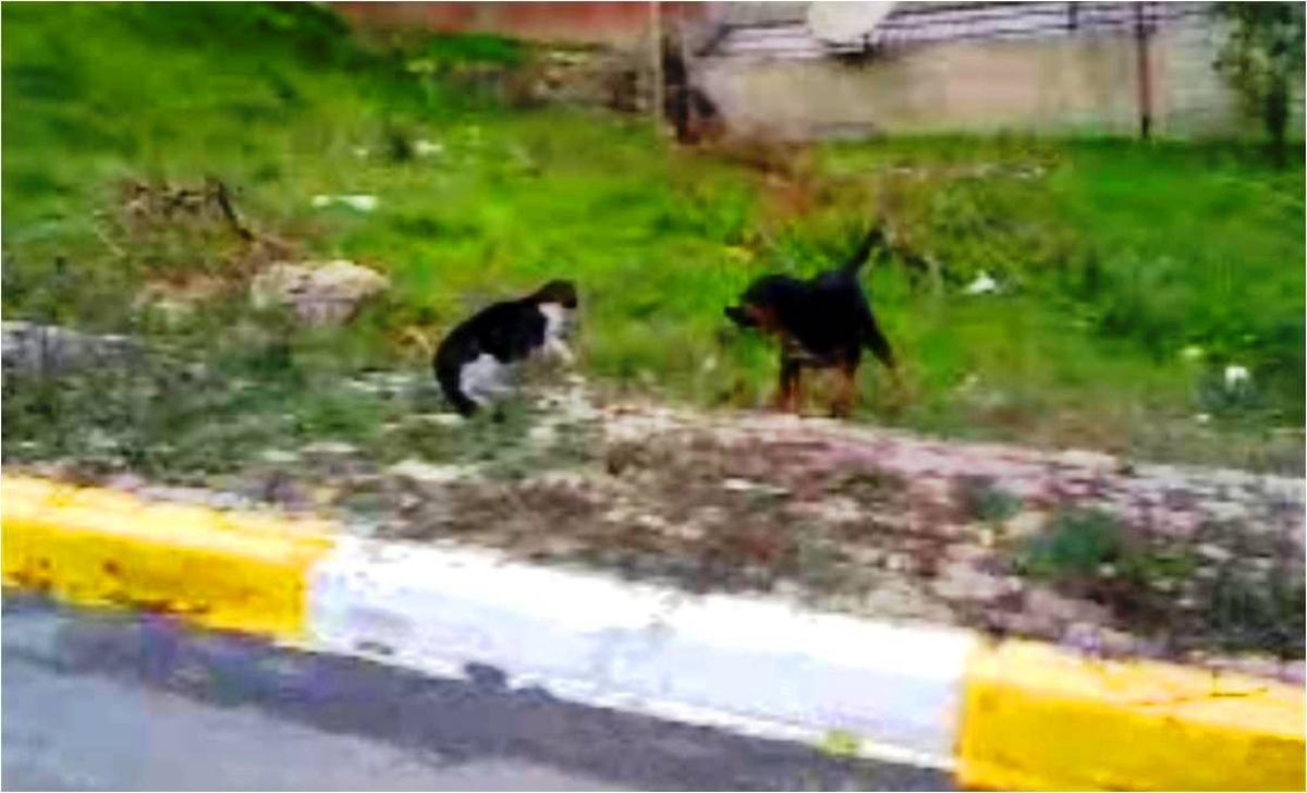 Kedinin Fendi Köpeği Yendi